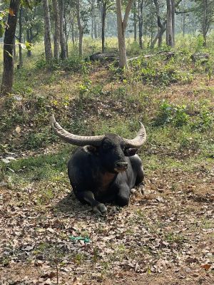 हाईब्रिड वनभैंसों को खदेड़ा, अब  संख्या बढ़ाने नए सिरे से कोशिश