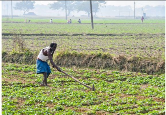 केंद्र सरकार चालू रबी सीजन में उर्वरकों की सब्सिडी पर खर्च करेगी 37,952 करोड़ रुपए 