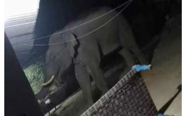 झारखंड : गोइलकेरा में हाथी ने मचाया कोहराम, तीन दिन में पांच को कुचलकर मार डाला 