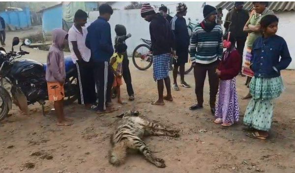 वाहन की ठोकर से लकड़बग्घा की मौत