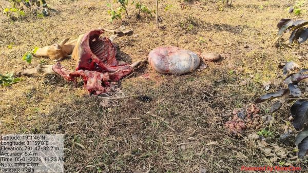 मारेंगा में मिला मवेशी का क्षत-विक्षत शव, शेर ने किया शिकार