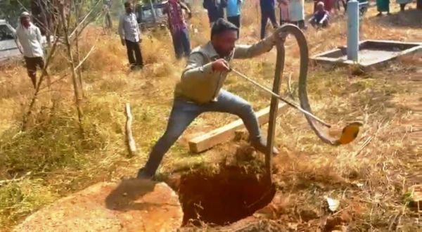 सेप्टिक टैंक में फंसा 12 फीट का किंग कोबरा, वन अमले ने रेस्क्यू कर जंगल में छोड़ा
