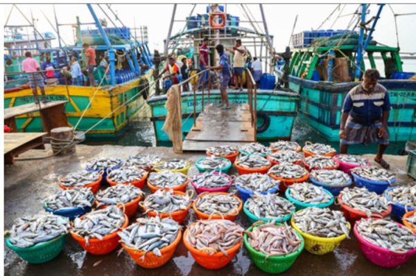 अमेरिकी टैरिफ के बावजूद भारत के समुद्री खाद्य निर्यात में रिकॉर्ड बढ़ोतरी : केंद्र