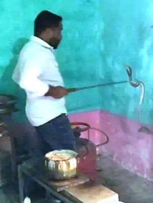 रसोई में फन फैलाए नाग से दहशत, गैस जलाते ही सुनाई दी फुंकार