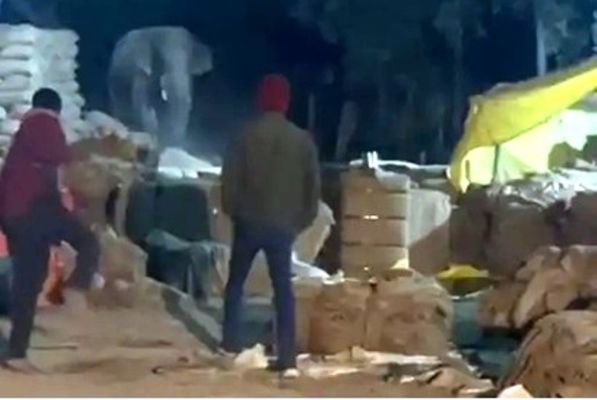 उपार्जन केंद्र में घुसा दंतैल हाथी, बोरियों में भरे धान से भूख मिटाई  