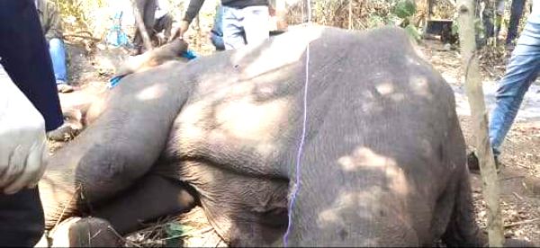 ओडिशा से भटक कर आई बीमार हथिनी की मौत