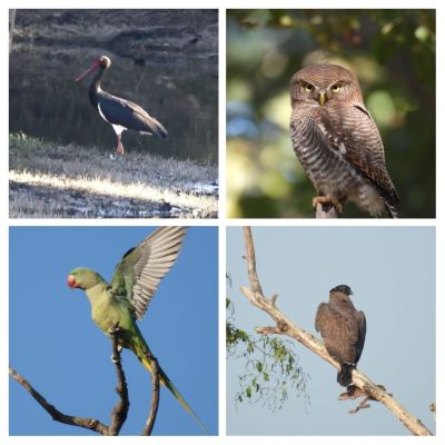 बारनावापारा में 'बर्ड सर्वे 26',200 से अधिक पक्षी प्रजातियों का रिकॉर्ड दर्ज