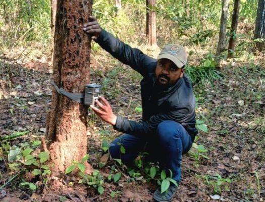 अचानकमार टाइगर रिजर्व में बाघों की गिनती शुरू