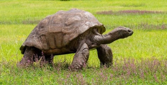 ‘छत्तीसगढ़’ का  संपादकीय : कछुओं का बुरा मानना कुछ नाजायज तो नहीं