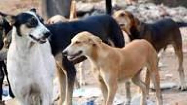 कुत्तों के कथित रूप से मारे जाने के बाद देशभर में शांति मार्च; लोगों ने न्यायालय से स्पष्टीकरण मांगा