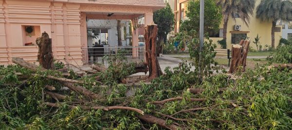 टहनी छंटनी के नाम पर आनंद भूमि सोसायटी में बड़े पेड़ काटे 