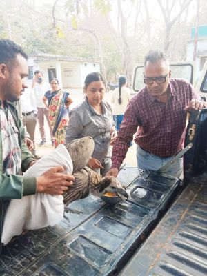 महाराष्ट्र से छत्तीसगढ़ तक की उड़ान, उदंती-सीतानदी में मिला बीमार गिद्ध