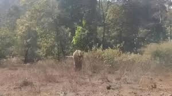 झारखंड में मुठभेड़, पुलिस के मुताबिक़ अनल दत्त समेत 15 नक्सली मारे गए