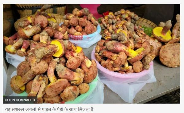 इस अधपके मशरूम को खाने से दिखने लगते हैं 'उड़ते हुए छोटे-छोटे हज़ारों लोग'