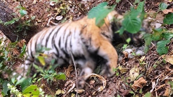 अचानकमार टाइगर रिजर्व में बाघ की मौत से हड़कंप, खूनी संघर्ष का दावा