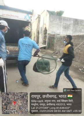 बूढ़े बच्चे को काटने के बाद निगम की तंद्रा टूटी, आवारा कुत्तों को पकड़ा