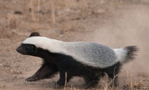 मरवाही के जंगल में नजर आया दुर्लभ हनी बैजर