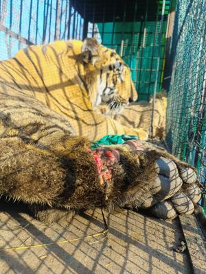 मध्यप्रदेश से लाए जा रहे बाघ, तमोर पिंघला में तैयारी