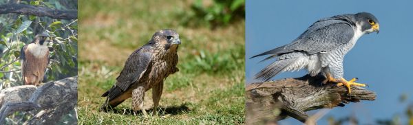 आसमान का चीता उदंती-सीतानदी में दिखा दुनिया का सबसे तेज़ उड़ने वाला पक्षी पेरेग्रीन फाल्कन