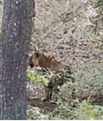 अचानकमार में सफारी के दौरान बाघ दर्शन