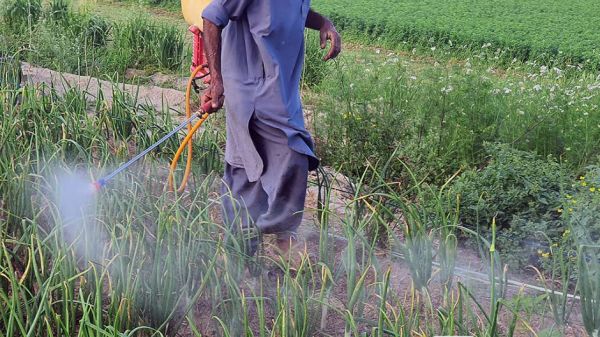 क्लोरपाइरीफॉस कीटनाशक से ढाई गुणा तक बढ़ सकता है पार्किंसन का खतरा