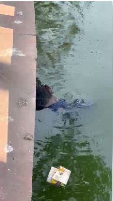 कंकाली तालाब से युवक की लाश बरामद, हत्या या आत्महत्या पुलिस जांच कर रही 