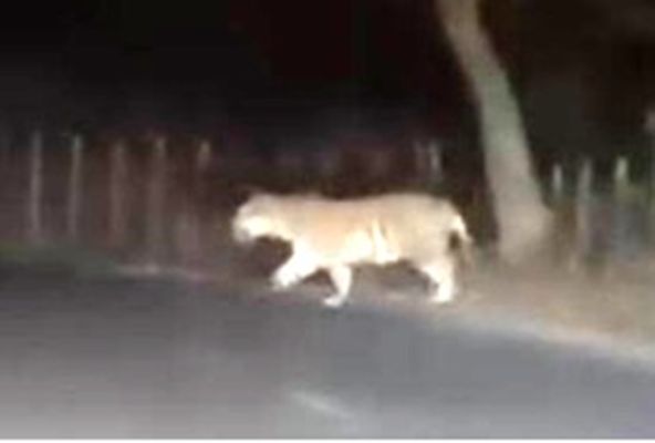 मरवाही में हनी बैजर के बाद सड़क पर दिखा बाघ