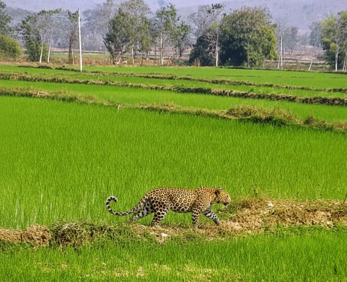 खेत में पहुंचा तेंदुआ का शावक
