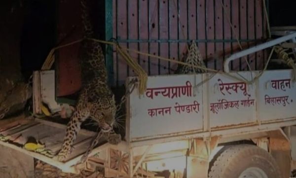 सूअर के लिए बिछाए जाल में फंसा तेंदुआ, ‘नीतू’ की मदद से शिकारी गिरफ्तार