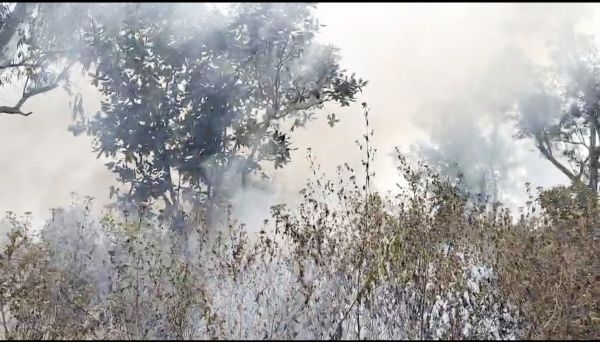  देवपुर वन परिक्षेत्र में नीलगिरी प्लांटेशन में लगी आग