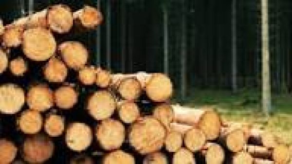 तस्करी कर ले जायी जा रही 500 क्विंटल ‘खैर’ की लकड़ी ज़ब्त, तीन लोग गिरफ्तार