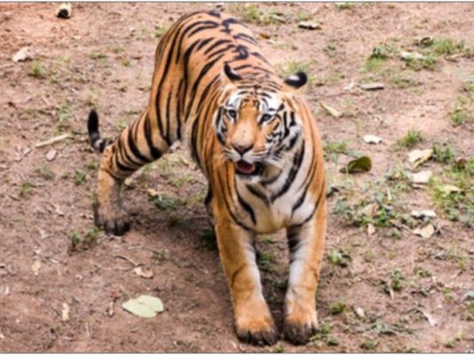 पश्चिम बंगाल के सुंदरबन में बाघ के हमले में एक और मछुआरे की मौत 