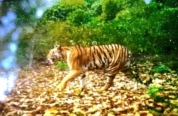 बाघिन के खौफ से ग्रामीणों का तालाब जाना छूटा, बच्चे घरों में कैद  