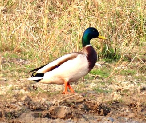 गिधवा टैंक में प्रवासी मल्लार्ड का आगमन, बढ़ी क्षेत्र की पहचान