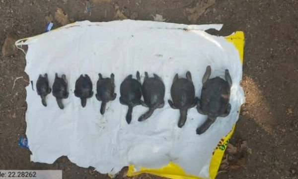रतनपुर में फिर कछुओं की मौत! एक साल में 42 की जान गई, अंग क्षतिग्रस्त मिले
