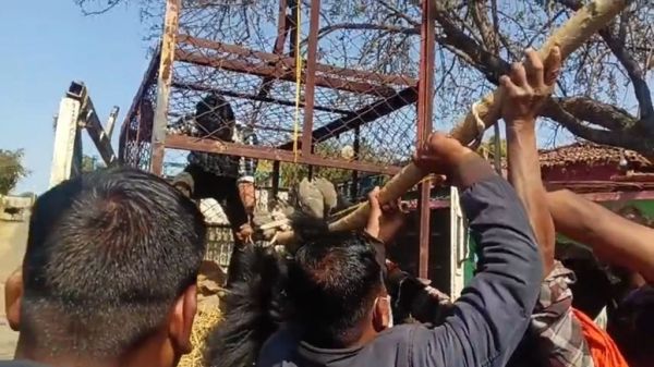 बीमार समझे गए भालू के पीएम के दौरान लीवर में घुसा मिला तीर