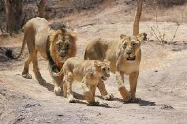 उप्र : इटावा लायन सफारी में शेरनी ने दिया चार शावकों को जन्म