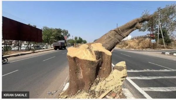 साढ़े आठ किलोमीटर सड़क के लिए 697 पेड़ काटने का मामला क्या है