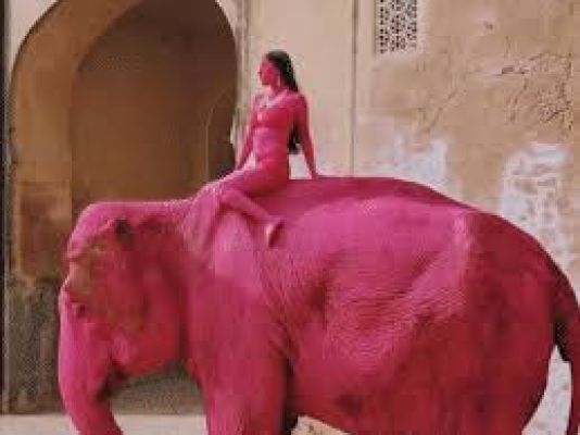रूसी कलाकार ने जयपुर में हाथी को गुलाबी रंग से रंगकर फोटो शूट किया, विवाद