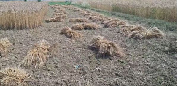 बेमौसम बारिश से किसानों पर संकट, गेहूं की फसल को भारी नुकसान 