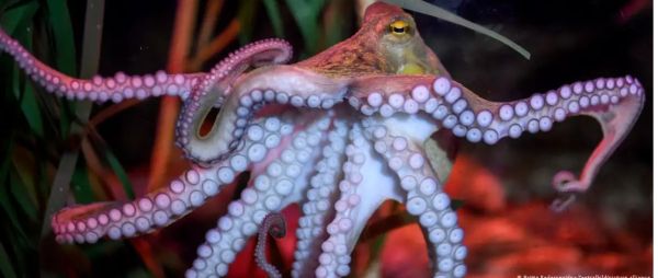 ऑक्टोपस का रहस्यमय 