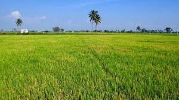 खाद की बड़ी किल्लत, अब खरीफ के लिए नीले-हरे शैवाल, जैव उर्वरकों का सहारा 