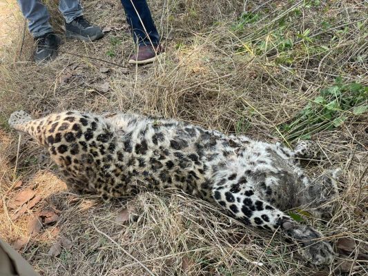 एनएच पर तेंदुआ मृत मिला