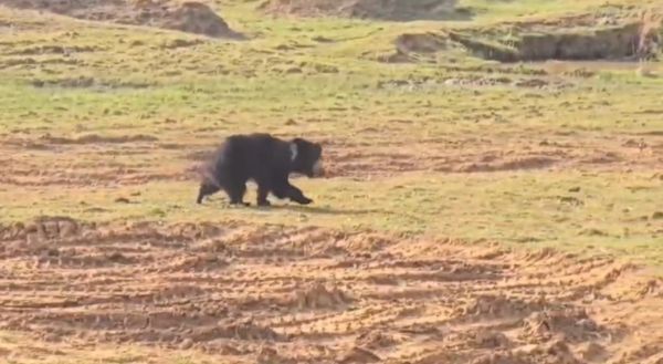 मैनपाट मार्ग पर दिखा भालू, राहगीरों में दहशत