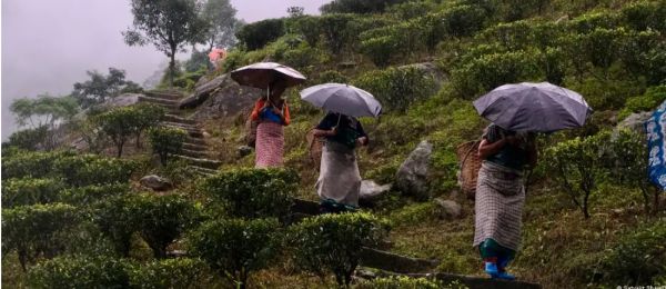 पश्चिम बंगाल-पहले चरण के मतदान में निगाहें चाय मजदूरों पर