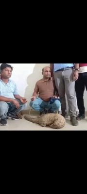 झोपड़ी से करोड़ों की पैंगोलिन का रेस्क्यू, दो गिरफ्तार  