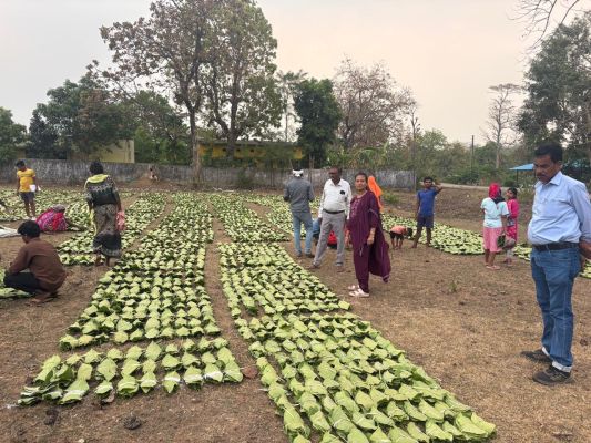 तेंदूपत्ता संग्रहण : 13 लाख परिवारों को होगा 9 सौ करोड़ भुगतान