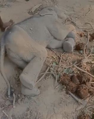 देखें VIDEO : हाथी बच्चे का शव मिला