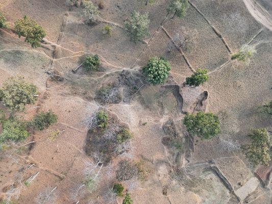 टाइगर रिज़र्व क्षेत्र में 15 साल में कटे 1 लाख पेड़