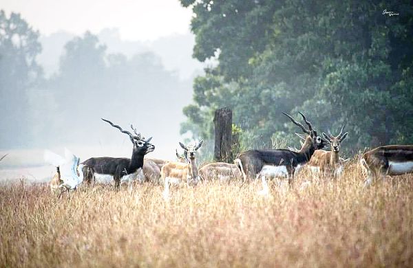 बार-नवापारा में काले हिरणों की ऊंची छलांग, 200 पार